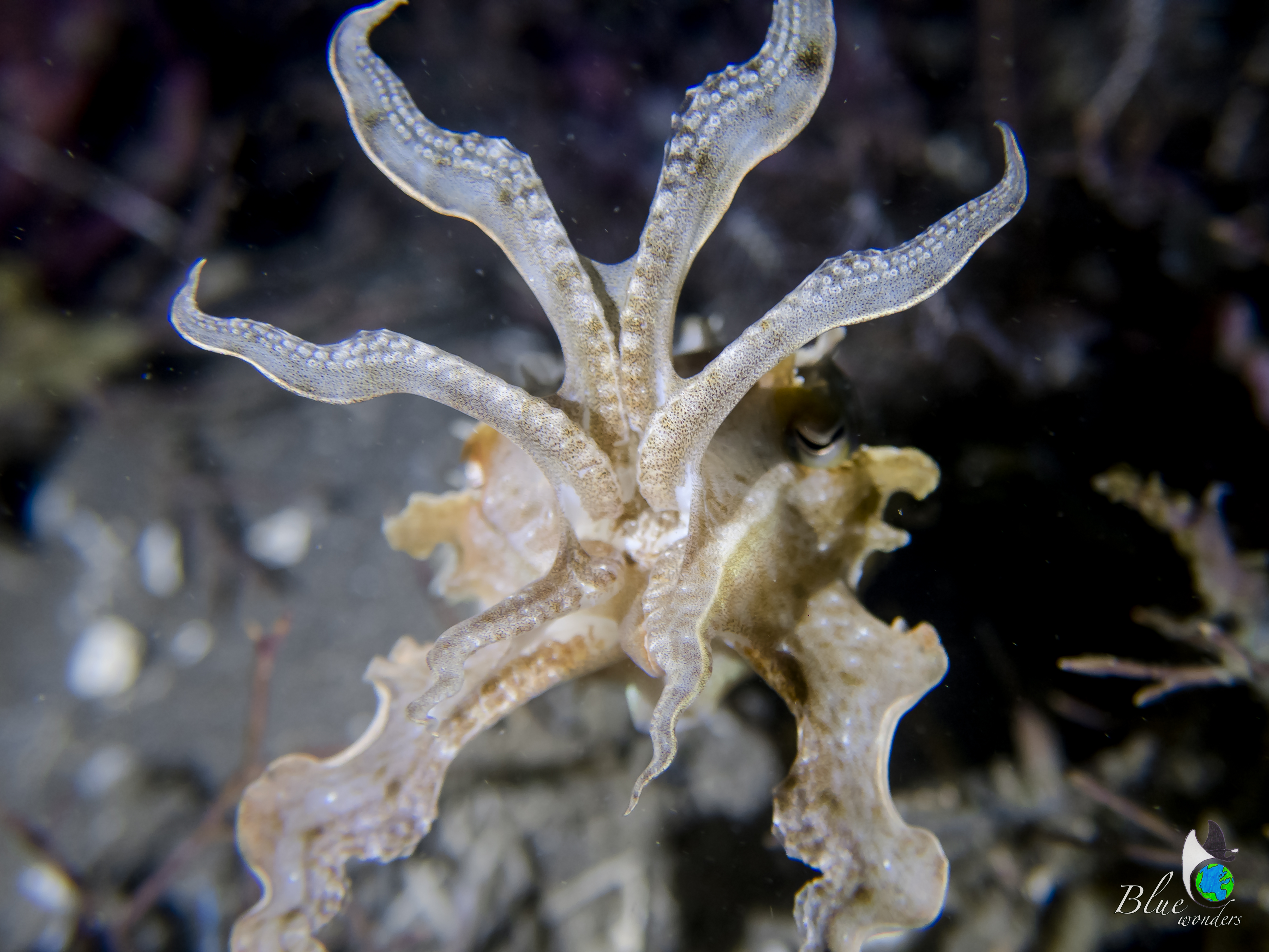 cuttlefish opening tentacules in Dauin