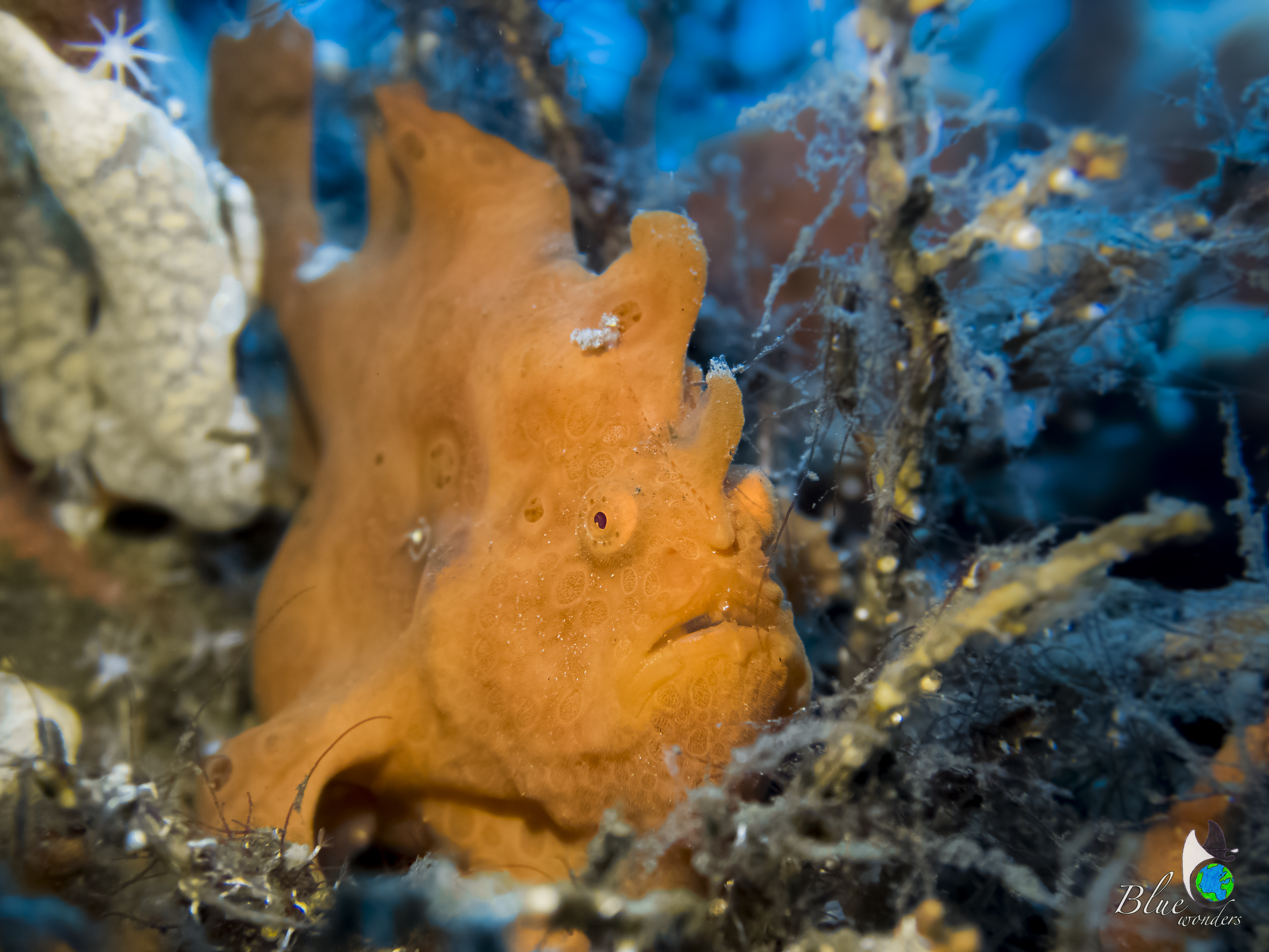 painted frogfish in Dauin