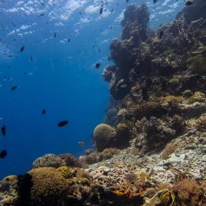 Bohol – incredible reef