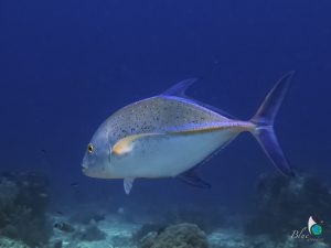 bluefin trevally in balicasag