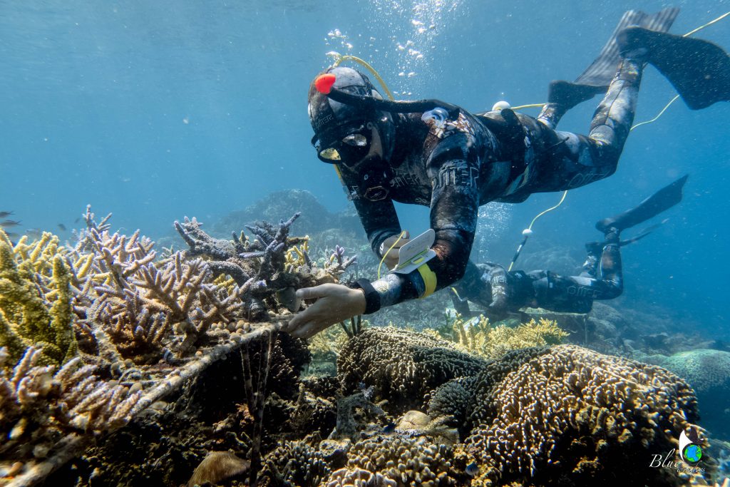 Coral Guardian : Why protect corals - BLUE wonders