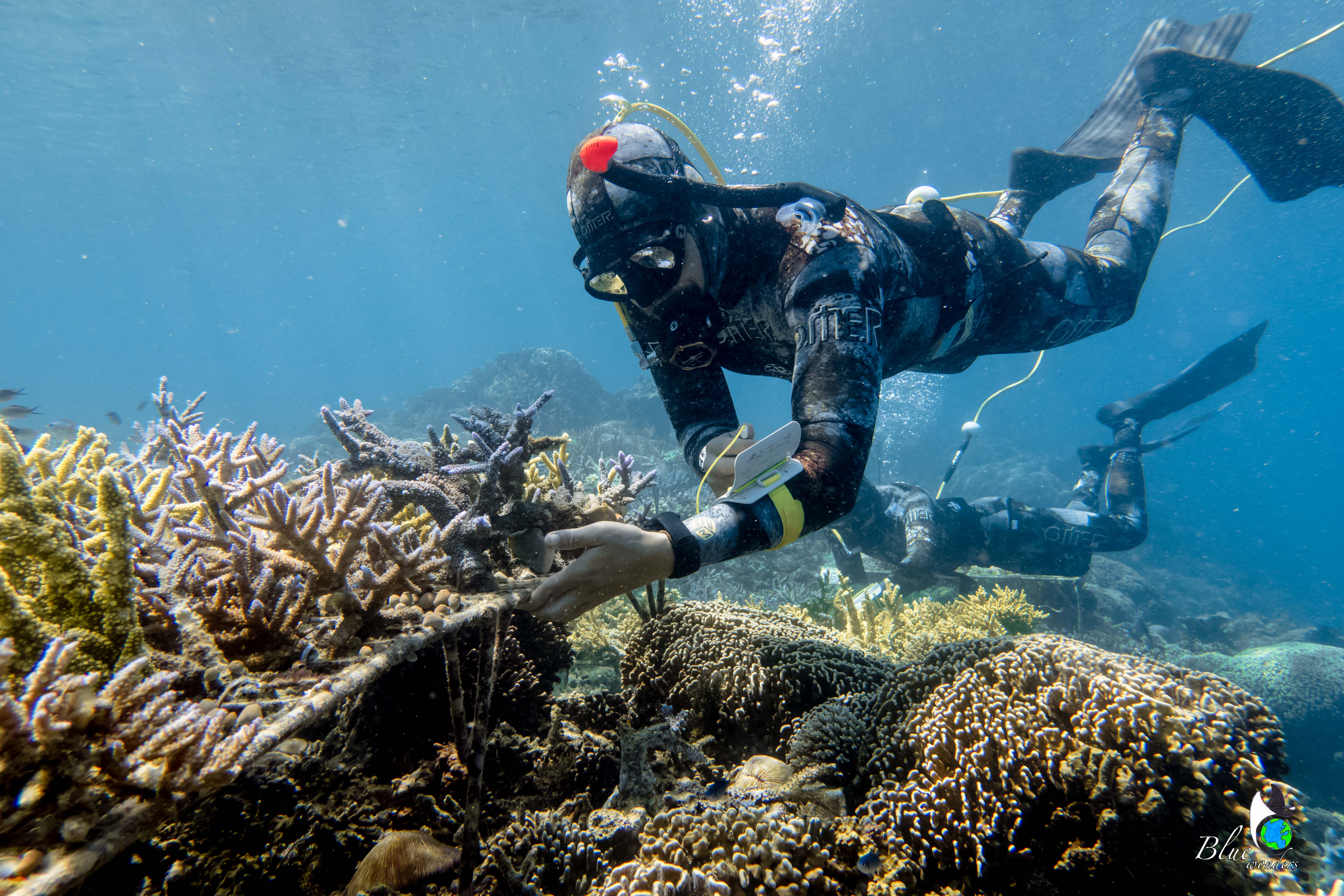 Coral Guardian : Why protect corals - BLUE wonders