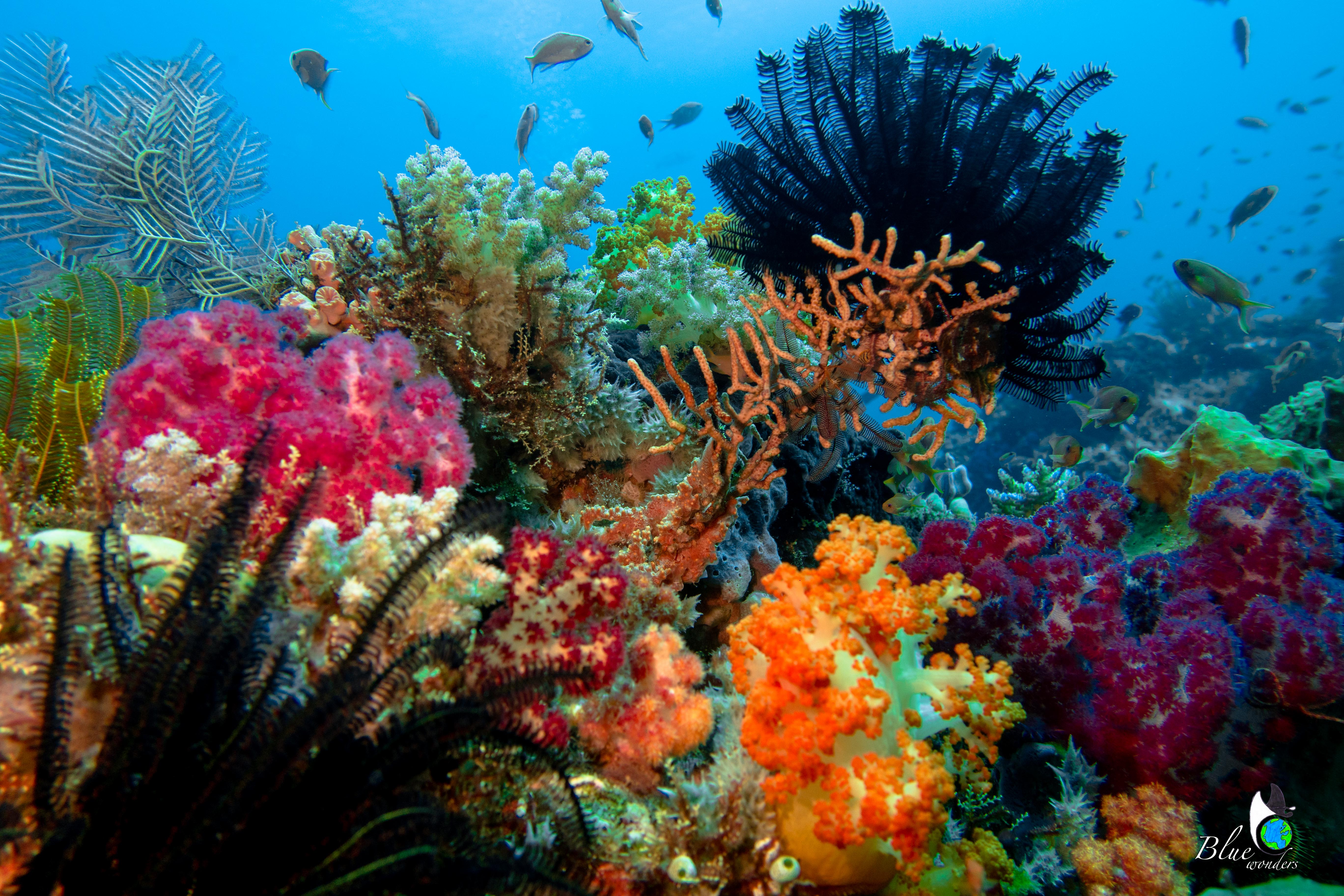 diving komodo - coral