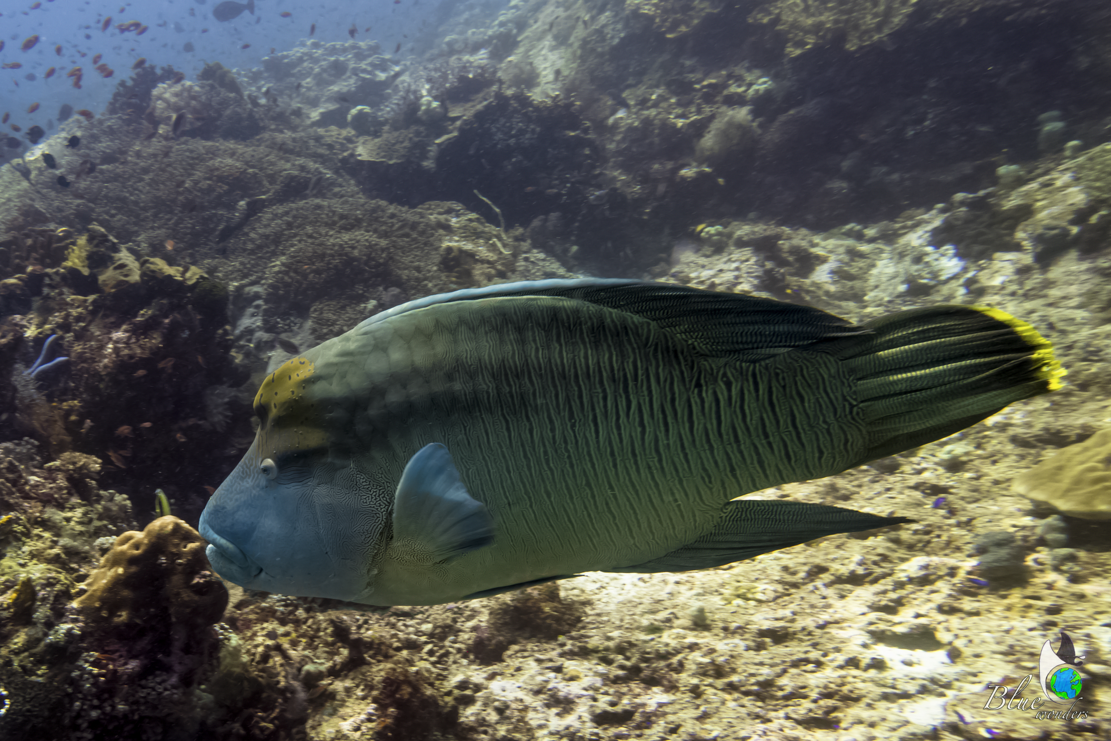 diving komodo - napoleon