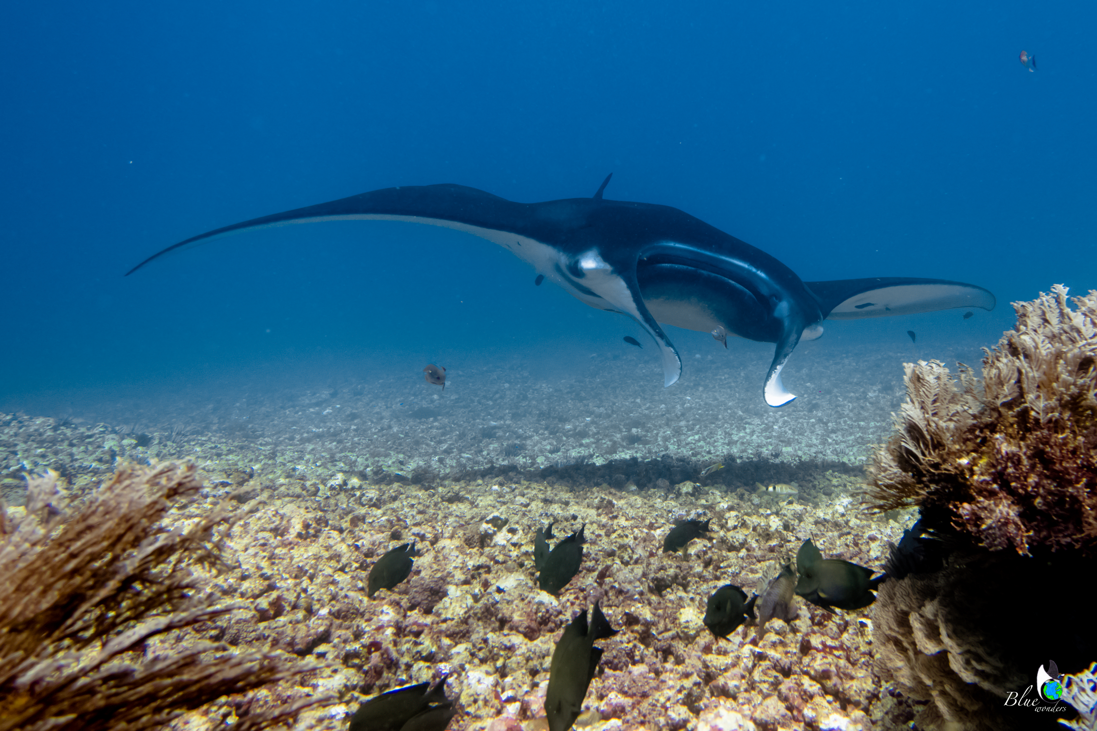 diving komodo - manta ray