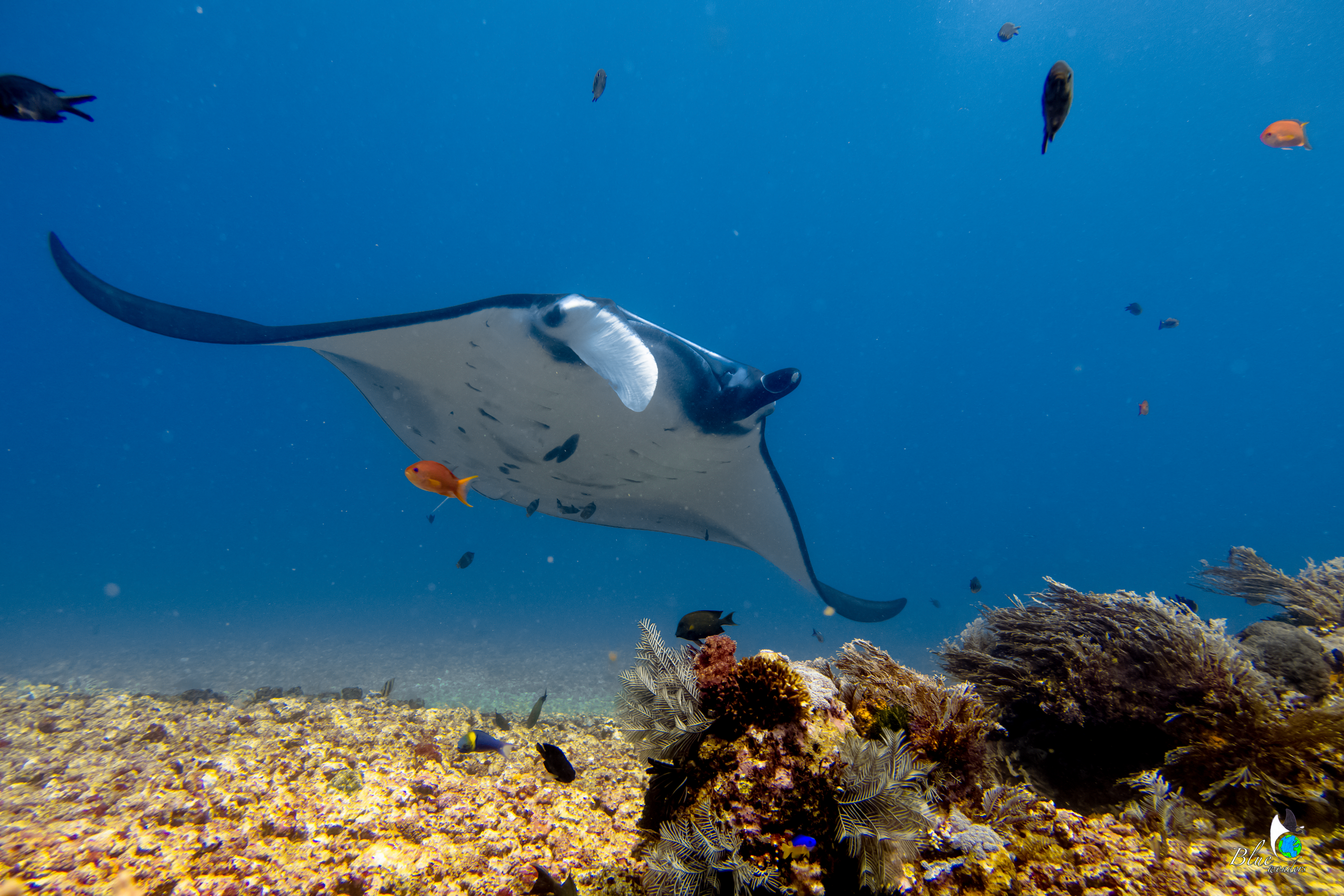 diving komodo - mantapoint