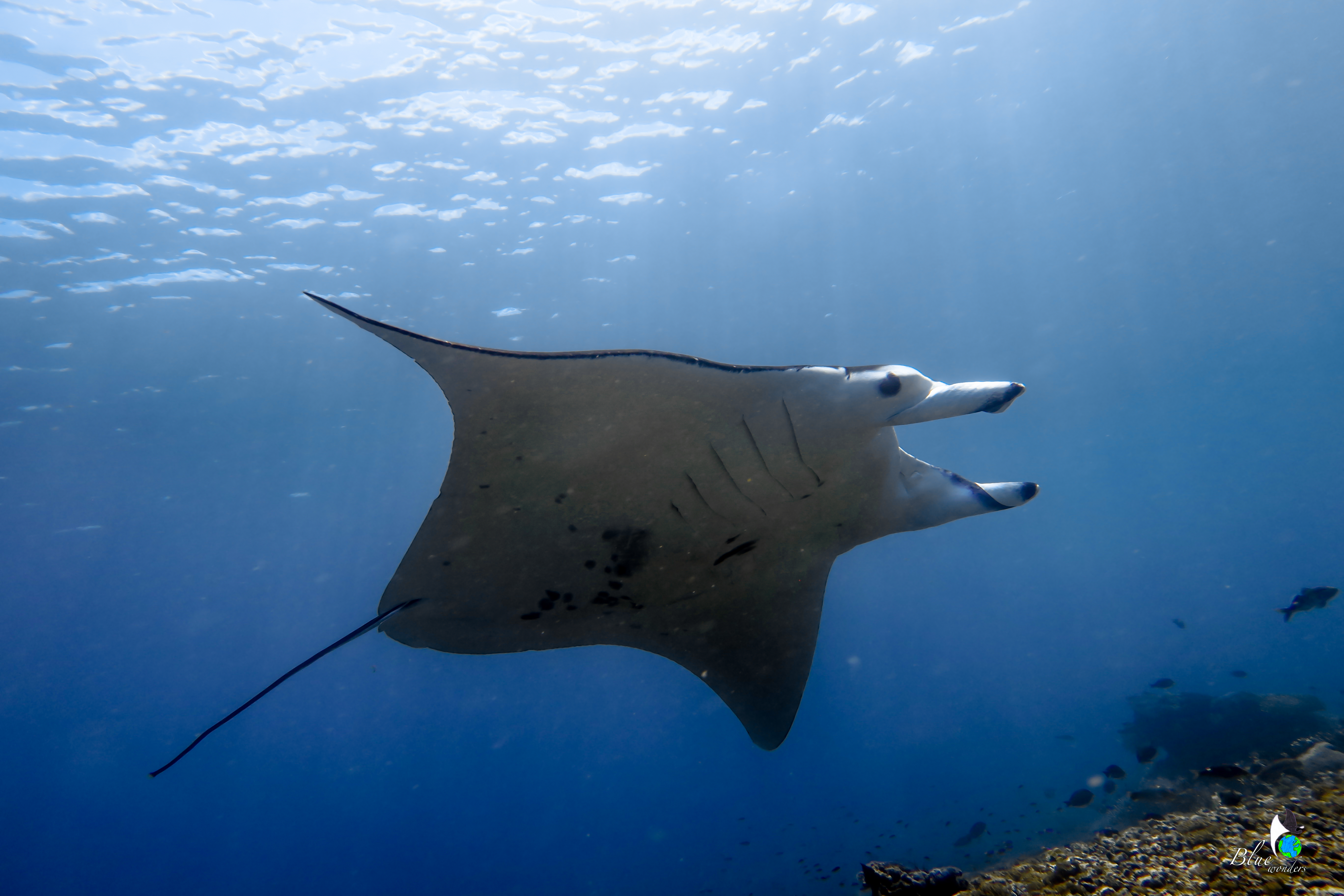 diving komodo - manta