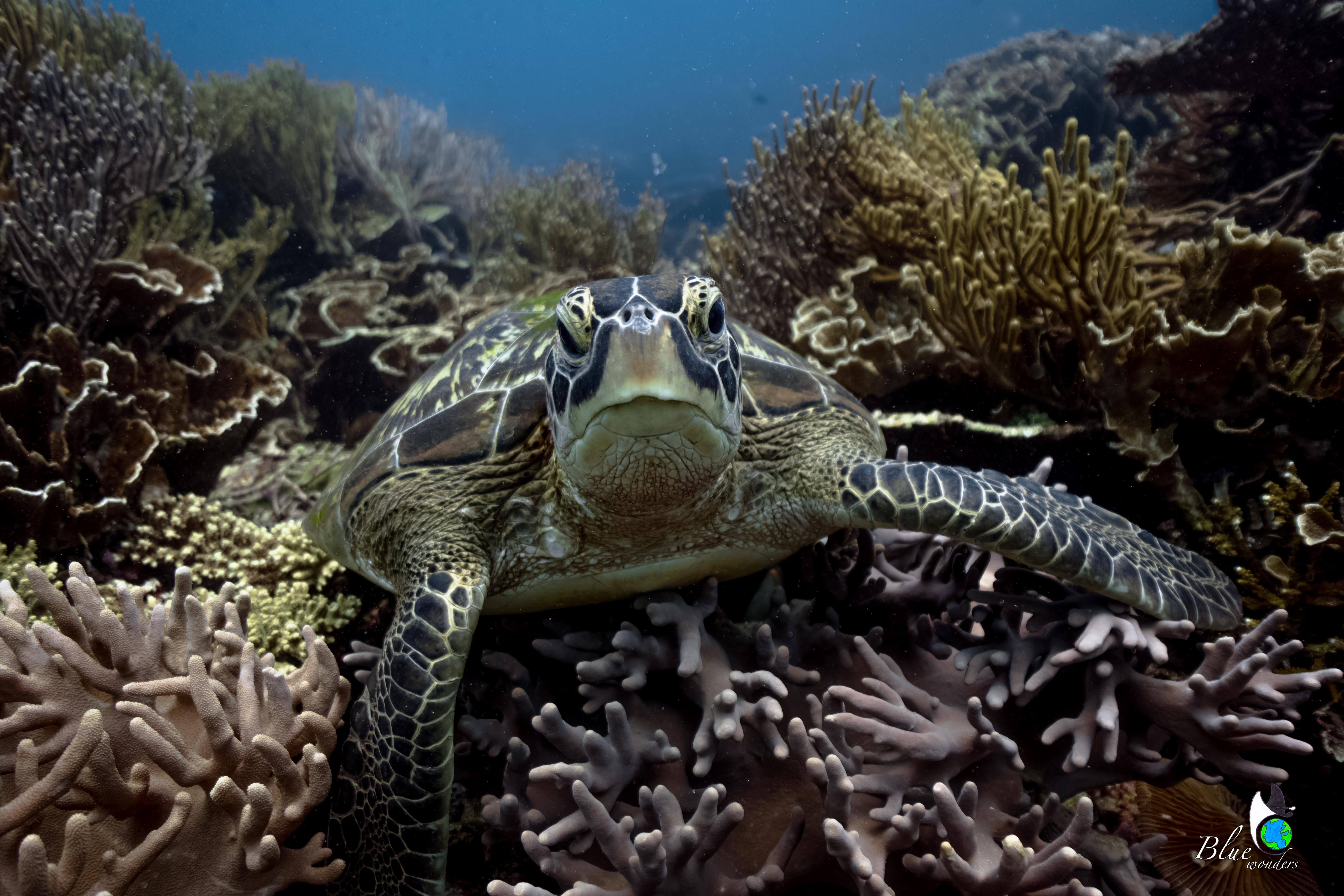 diving komodo - turtle