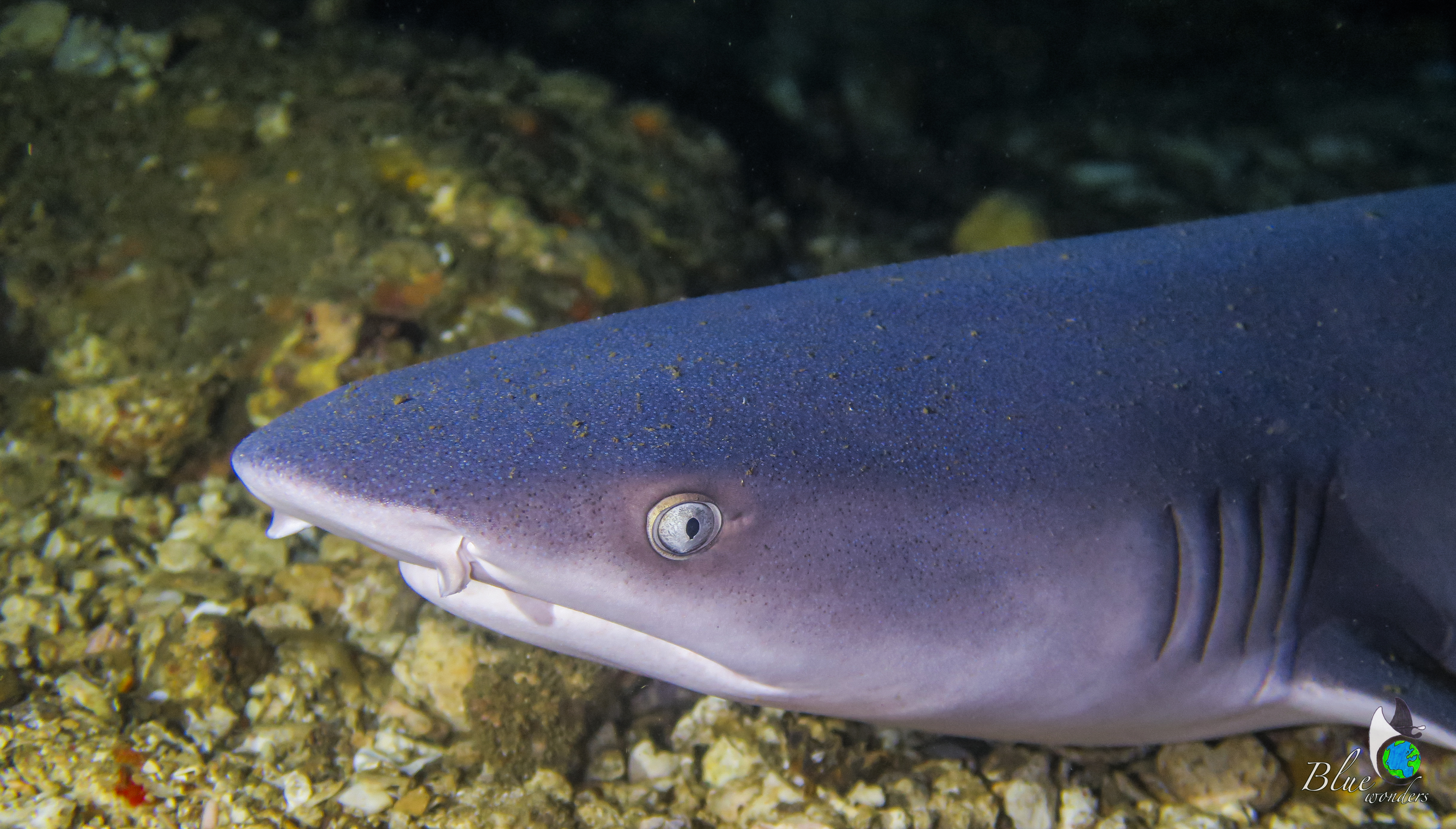 beautiful eyes of whitetip shark