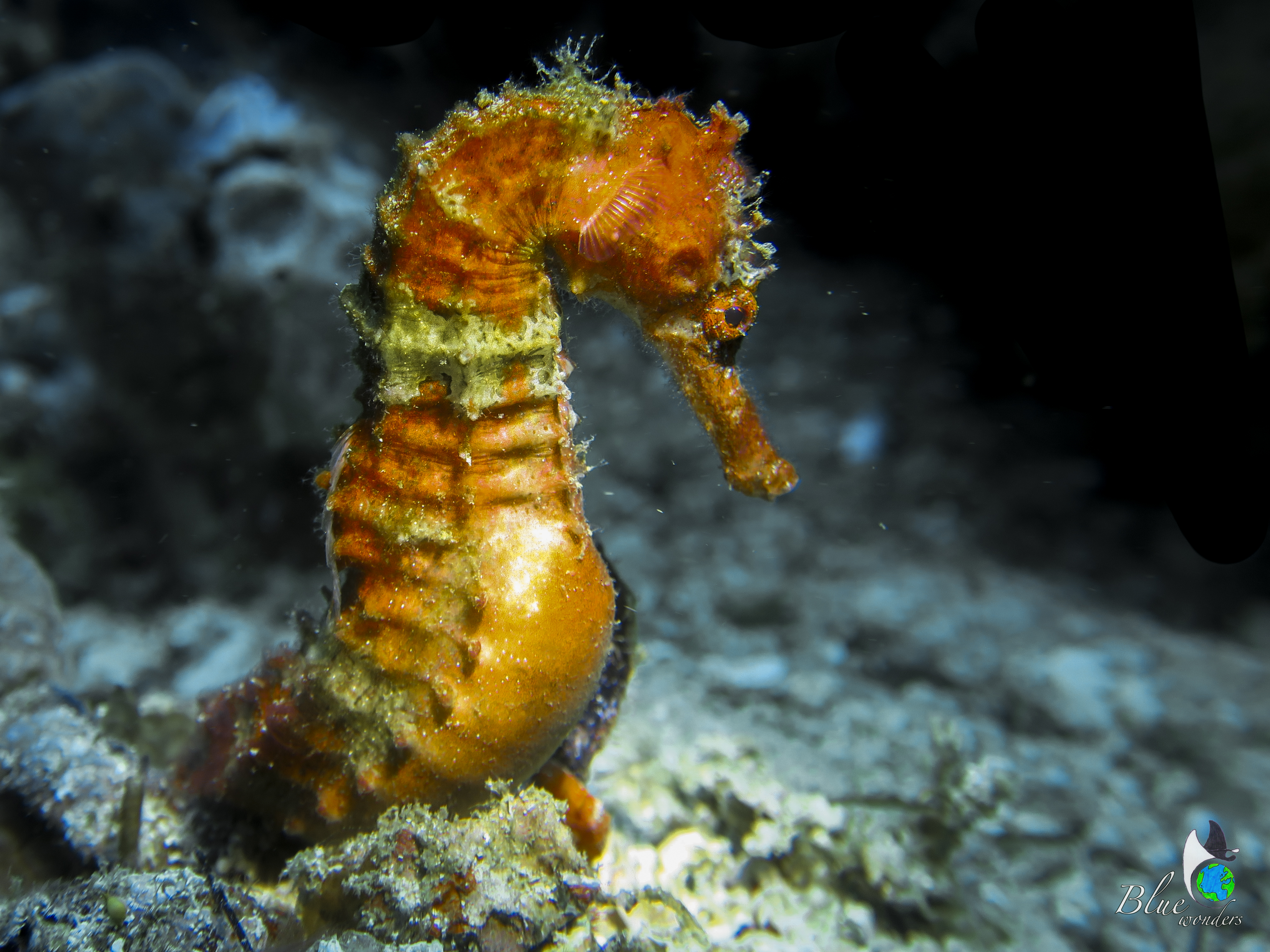amazing seahorse in Malapascua